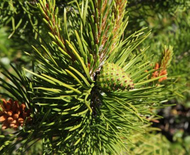 Lodgepole Pine (Pinus contorta), Montana 'daki Beartooth Dağları' ndaki bir ağaçta koni.