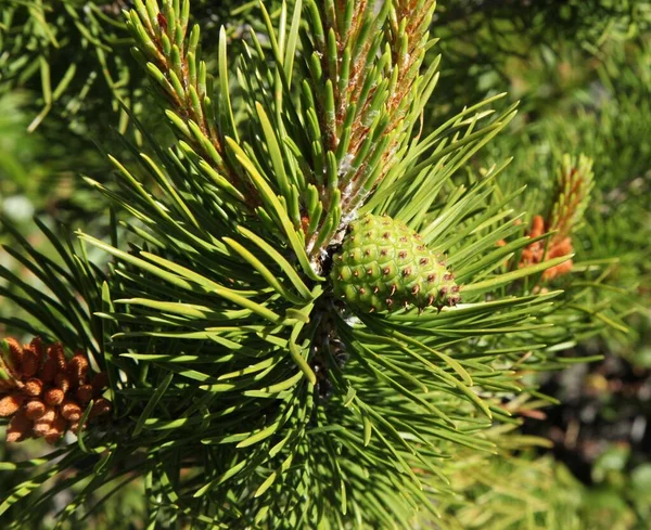 Pino Lodgepole Pinus Contorta Cono Árbol Beartooth Mountains Montana — Foto de Stock