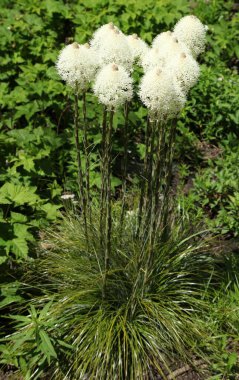 Beargrass (Xerophyllum tenax) beyaz kır çiçekleri Absaroka Range, Montana
