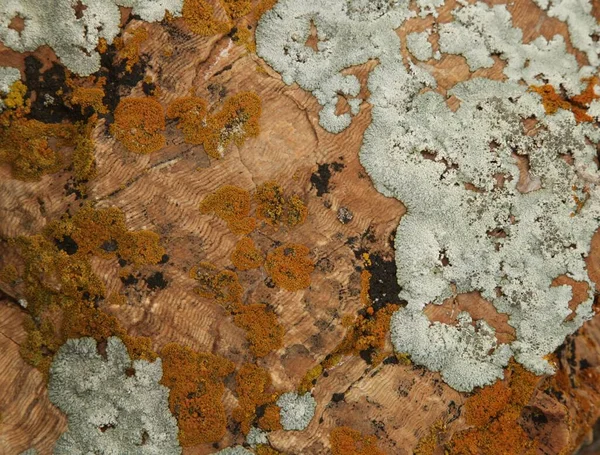 怀俄明州旱溪石化树环境教育区石化树树桩与地衣的特写 — 图库照片