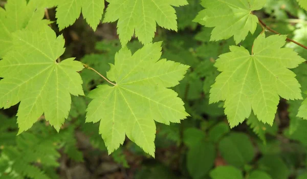 Szőlő Juhar Acer Circinatum Levelek Ross Lake National Recreation Area — Stock Fotó