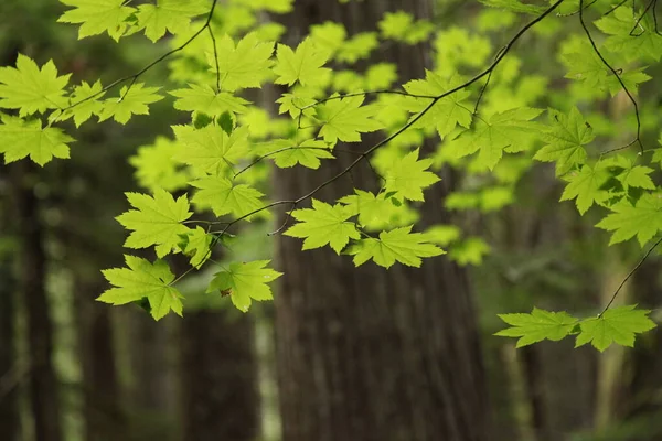 Vine Maple Acer Circinatum Backlit Ross Lake National Recreation Area – stockfoto