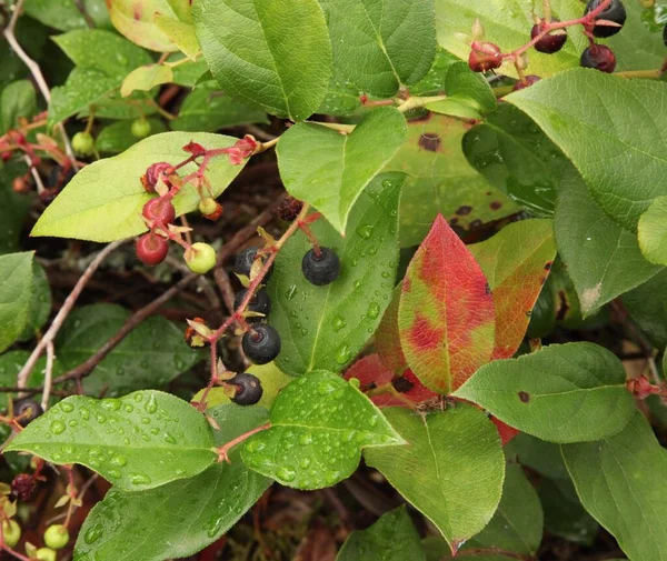 Salal Gaultheria Shallon Ross Gölü Ulusal Rekreasyon Bölgesi Washington — Stok fotoğraf