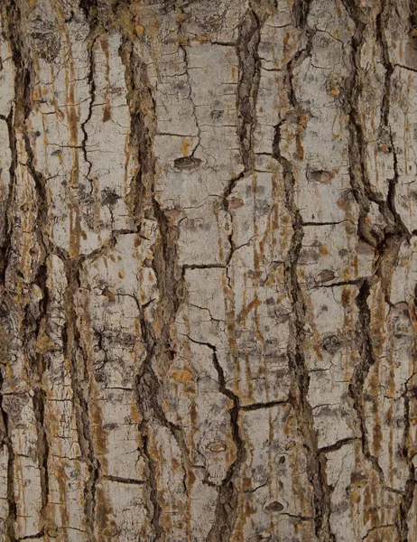 Detailní Záběr Kůry Šedého Stromu Národním Parku Grand Canyon Arizoně — Stock fotografie