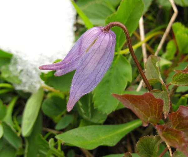 Blue Clematis Clematis Occidentalis Purple Wildflower Beartooth Mountains Montana — Stock Photo, Image