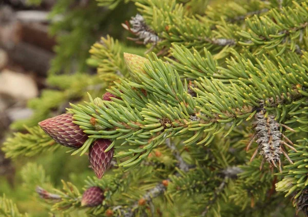 Agujas Coníferas Beartooth Mountains Montana — Foto de Stock