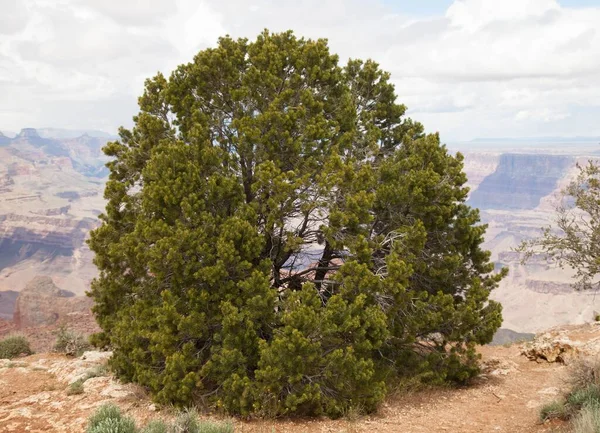 Two Needle Pinyon Pinus Edulis Tree South Rim Grand Canyon Stock Image