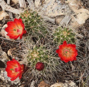 Kaktüs (Echinocereus) Güney yaban çiçekleri Büyük Kanyon Ulusal Parkı, Arizona