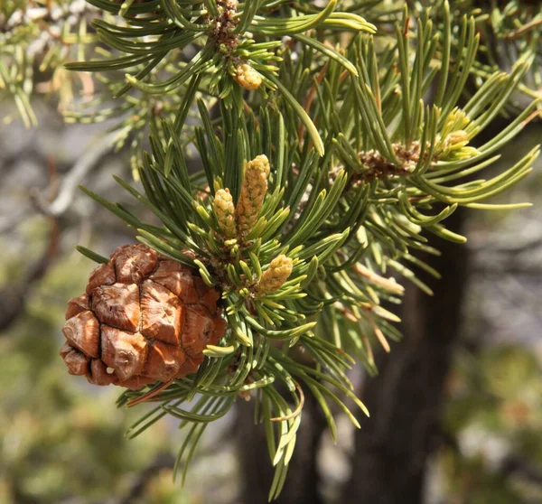 Cono Dos Agujas Pinyon Pinus Edulis Borde Sur Del Parque — Foto de Stock