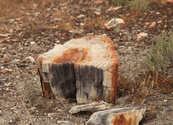 亚利桑那州石化森林国家公园中的石化木 — 图库照片