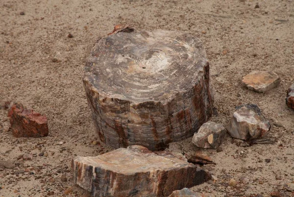 Drewno Skamieniałe Parku Narodowym Petrified Forest Arizona — Zdjęcie stockowe