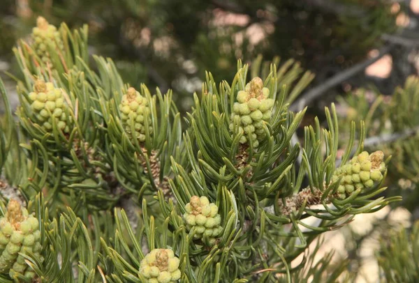 Two Needle Pinyon Pinus Edulis Південному Краю Grand Canyon National — стокове фото