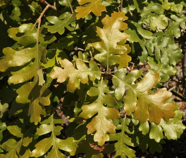 Roble Gambel Quercus Gambelii Parque Nacional Mesa Verde Colorado — Foto de Stock