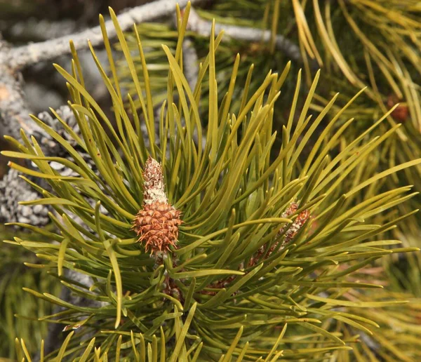 Конус Сосны Pinus Contorta Дереве Горах Беарзуба Монтана — стоковое фото