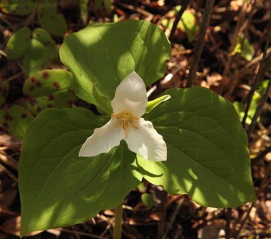 Trillium (Trillium ovatum) beyaz kır çiçeği Absaroka Range, Montana 'da