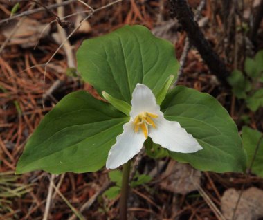 Trillium (Trillium ovatum) beyaz kır çiçeği Absaroka Range, Montana 'da