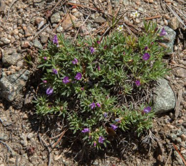Devedikeni Sütü (Astragalus kentrophytra) Montana 'daki Beartooth Dağları' nda mor kır çiçeği