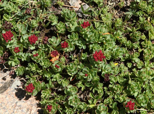 King Crown Sedum Roseum Flores Silvestres Rojas Beartooth Mountains Montana —  Fotos de Stock