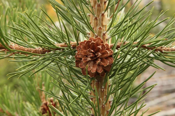 Ладжпольська Сосна Pinus Contorta Конус Дереві Горах Беарзут Монтана — стокове фото