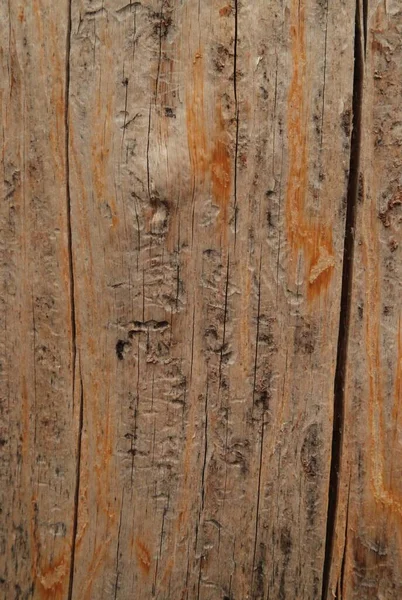 Närbild Vittrad Tall Pinus Albicaulis Trädstam Beartooth Mountains Montana — Stockfoto