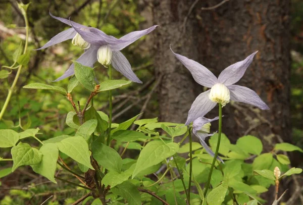 Blue Clematis Clematis Occidentalis Purple Wildflower Gallatin Range Montana Stock Photo