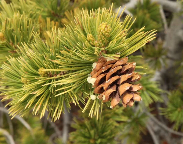 Конус Лимбер Пайн Pinus Flexilis Вайоминге — стоковое фото