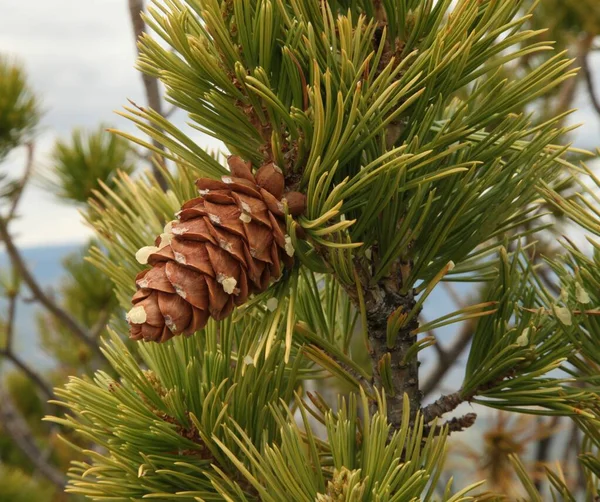 Limber Pine Pinus Flexilis Конус Вайомінгу — стокове фото