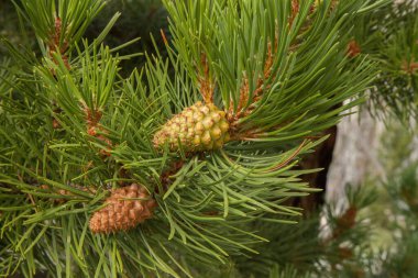 Montanadaki Beartooth Dağları 'ndaki Lodgepole Pine (Pinus contorta) konileri