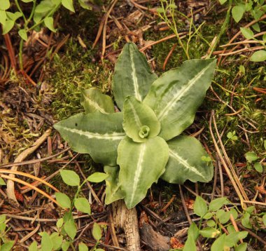 Batı Çıngıraklı Yılan Bitkisi (Goodyera oblongifolia), Montana 'daki Beartooth Dağları' nda.