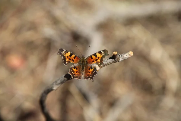 緑のコマ 一夫多妻制 モンタナ州のひげの山でオレンジ色の蝶 — ストック写真