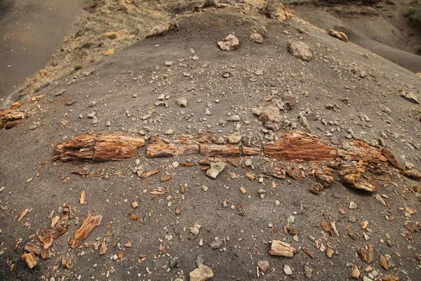 Petrified Wood Custer National Forest Montana Stock Photo