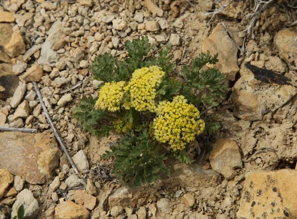 Cous Biscuit Root Lomatium Cous Flor Silvestre Amarilla Custer National —  Fotos de Stock