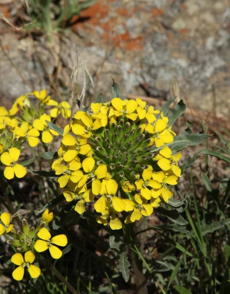 Wallflower Erysimum Asperum Yellow Wildflower Beartooth Mountains Montana — 스톡 사진