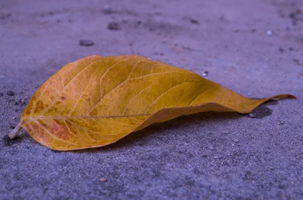 Une feuille jaune d'automne couchée sur l'asphalte . — Photo