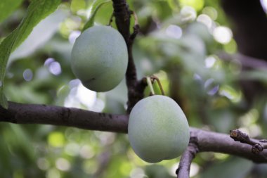 Yeşil erik büyümek