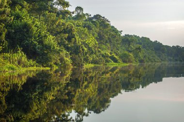 Nehri Amazon yağmur ormanları, Peru, Güney Amerika 