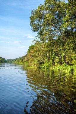 Nehri Amazon yağmur ormanları, Peru, Güney Amerika 