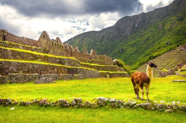 Inca şehir machu picchu (peru) 