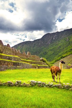 Inca şehir machu picchu (peru) 