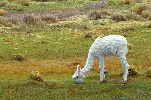 Zuid-Amerikaanse Lamas — Stockfoto