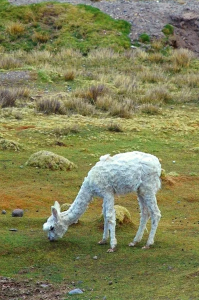 南アメリカのラマ — ストック写真