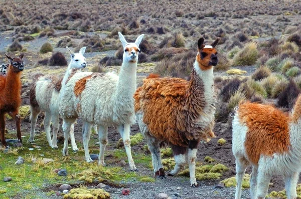 Llamas sul-americanas — Fotografia de Stock