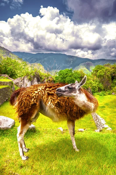 Inka staden machu picchu (peru) — Stockfoto