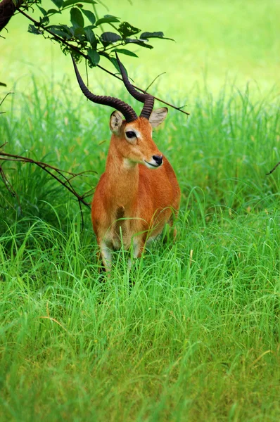 Antilopes in niokolo koba park in senegal, Afrika — Stockfoto