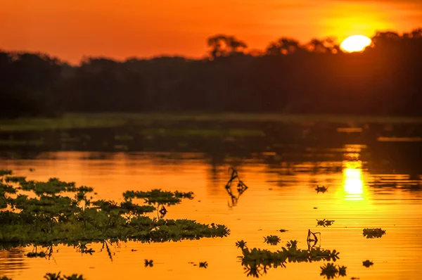 Rio na Floresta Amazônica ao entardecer, Peru, América do Sul — Fotografia de Stock