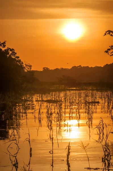 Річка в тропічних лісів Амазонки в сутінках, Перу, Південна Америка — стокове фото