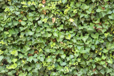 yapraklar yeşil dokusu