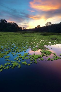 Amazon yağmur ormanları, Peru, Güney Amerika 