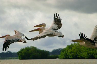 Pelikan Senegal'de çekilen resmi 