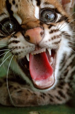 S içinde yaşayan leopar veya cüce leopar (Leopardus pardalis)